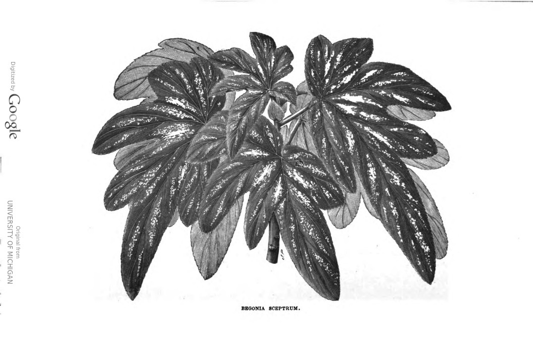B. sceptrum